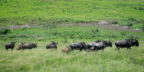 Herd of wild wildebeest including young calves in African bush at Tala Game Reserve, near Durban, South Africa on 15 December 2024