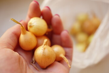 one small bulb for planting in female hand