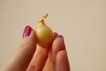 one small bulb for planting in female hand