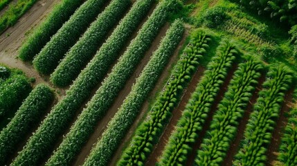 Lush Green Fields Under Overcast Sky