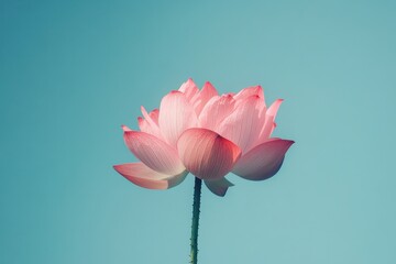 Fototapeta premium Pink lotus flower blooms against a clear blue sky showcasing nature's beauty in serene conditions