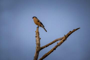 A female Eurasian bullfinch sits on top of a dry stick perpendicular to the camera lens with a blue...