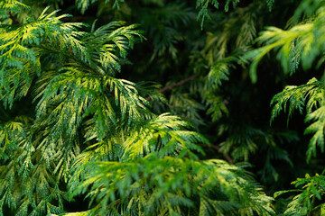 Lush green foliage with intricate leaf patterns creating a vibrant and textured natural backdrop.