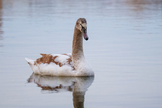 A young mute swan swims in calm water with a reflection toward the camera lens on a winter sunset.	