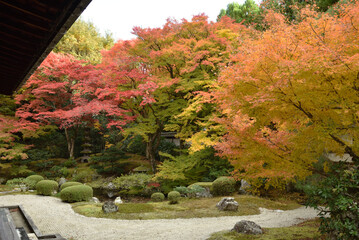 Obraz premium 御寺泉涌寺 秋の御座所庭園(京都市東山区)