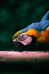 Blue-and-yellow Macaw