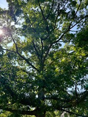 Upward View of Trees in East Lansing
