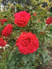 Fototapeta premium Red rose in garden