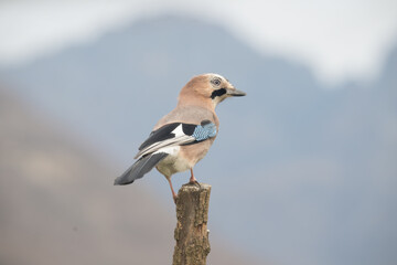 Fauna selvatica Capanno Nisida Poiana