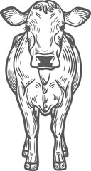 Cow bull, beef standing front view farm animal lifestock engraving hand drawn illustration black white isolated vintage line art sketch silhouette graphic style poster label web