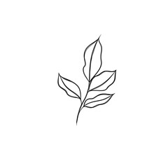 leaf pant line art. Minimalistic line drawing. leaf line art. Botanical drawing illustration by hand.