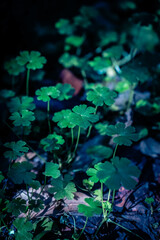 Close-up of three-leaf clovers growing in a lush green field, symbolizing nature, good luck, and tranquility.