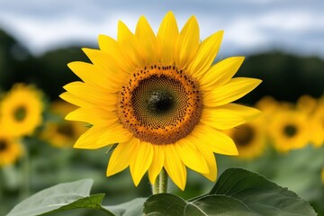 national agriculture day, a blooming sunflower field under a cloud-filled sky shines brightly, celebrating the beauty of agriculture on national agriculture day