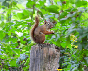 American Red Squirrel - Tamiasciurus hudsonicus - North American Mammal - Cute Animal Wildlife