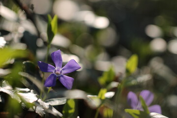 fiore di pervinca in primavera nel bosco