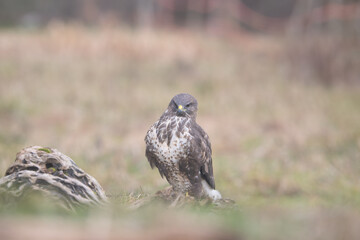 Fauna selvatica Capanno Nisida Poiana