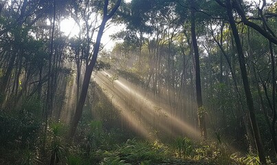 Obraz premium Sunbeams illuminate misty forest; green foliage.