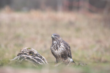 Fauna selvatica Capanno Nisida Poiana