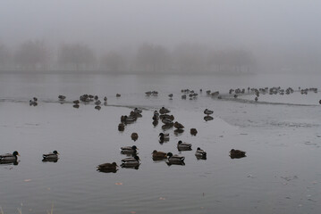 Ducks in frozen lake closeup
