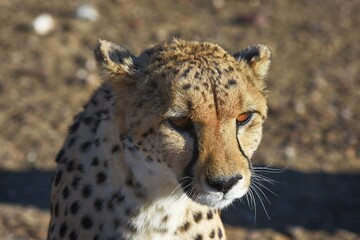 Gepard (Acinonyx jubatus) in der Savanne in Namibia. 
