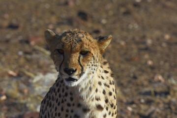 Gepard (Acinonyx jubatus) in der Savanne in Namibia. 