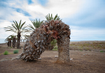 Dead palm tree in a desert area © Vicente