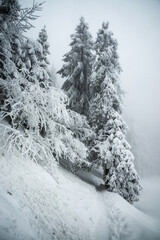 Winter forest in snow. Virtual landscape