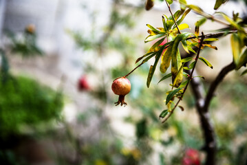 Young pomegranate on a branch