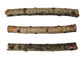 Set of cut tree branches isolated on white background.