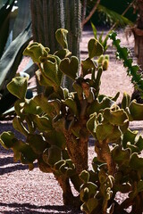 Kaktusy, rośliny tropikalne i egzotyczne, Ogród Majorelle, Marrakesz, Maroko, Afryka,  © Albin Marciniak