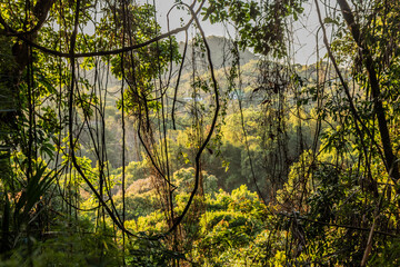 Fototapeta premium Green forest near Minca, Colombia