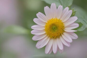 Fototapeta premium Delicate pink daisy flower blooming in soft sunlight