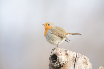 Fauna selvatica Capanno Nisida Poiana