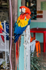 Scarlet macaw (Ara macao) sitting on a door in Minca, Colombia