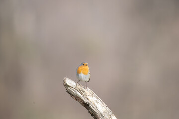 Fauna selvatica Capanno Nisida Poiana