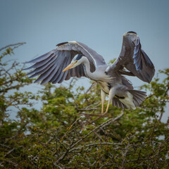 heron in flight