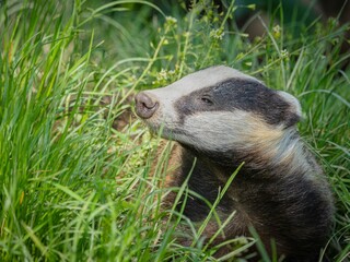 Badger