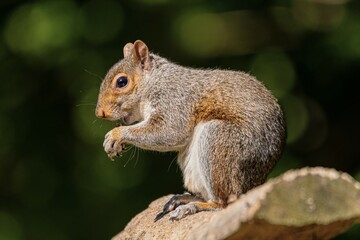 squirrel in the park