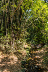 Stream and guadua plants near Minca, Colombia