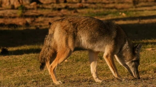 Coyote sniffing around the grass on a sunny morning