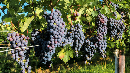 Bunches of red grapes on the vine at a vineyard