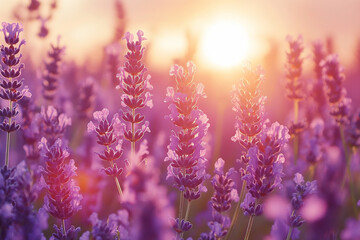 Obraz premium Sunset illuminates a vibrant field of lavender in full bloom creating a serene atmosphere. Generative AI