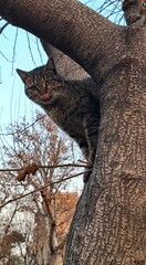 A cat with salt standing on a tree with its tongue sticking out