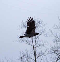 crow flying in the  sky