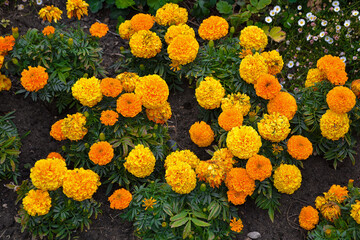 Marigold or Tagetes erecta yellow flowers