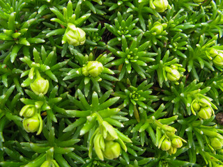 background with purple rosemary (Westringia fruticosa)
