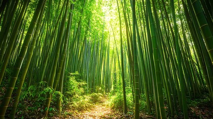 Fototapeta premium A dense bamboo forest with sunlight filtering through the tall, slender trees 