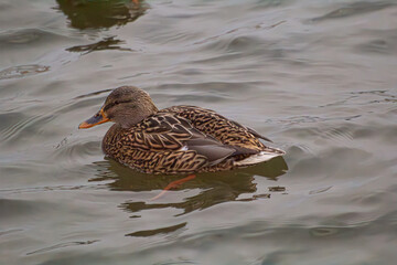 duck in the river's water