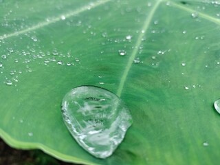 Leaf, water drop on leafs 