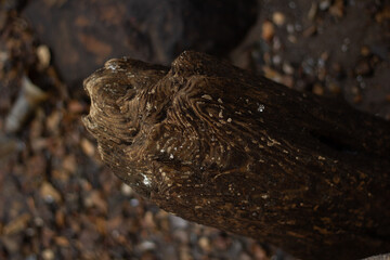 old log part of pier